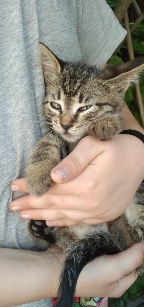 Кошеня !!! Віддам.