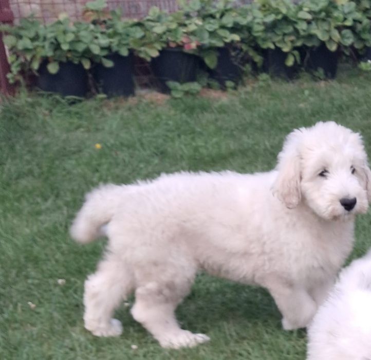 Owczarek Południoworosyjski Jużak