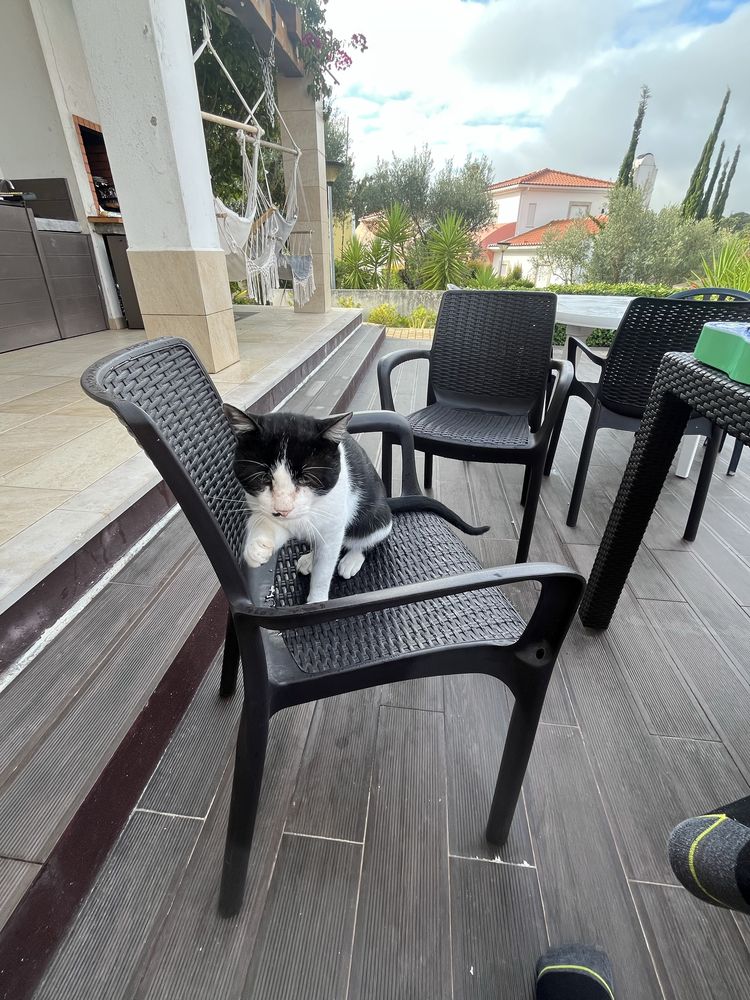 Gato para adoção