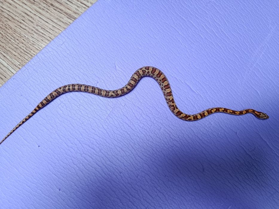 Wąż zbożowy młody