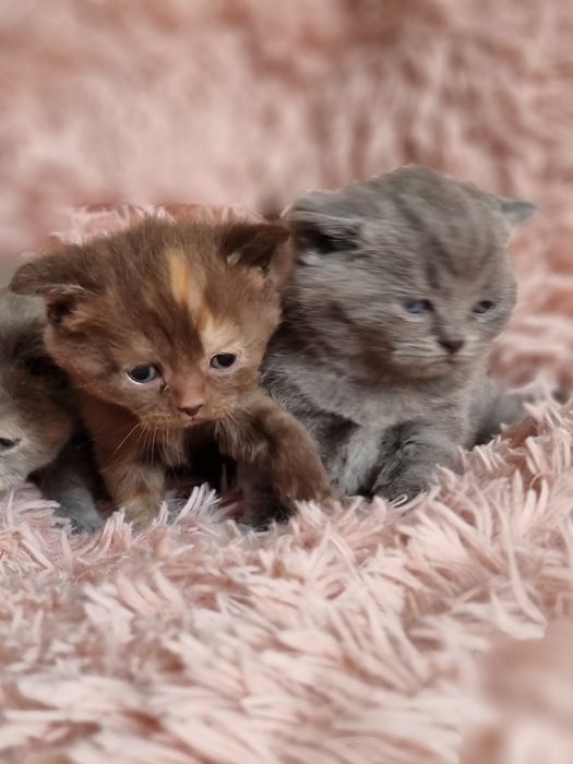 Kocięta kotki krótko włosem do rezerwacji