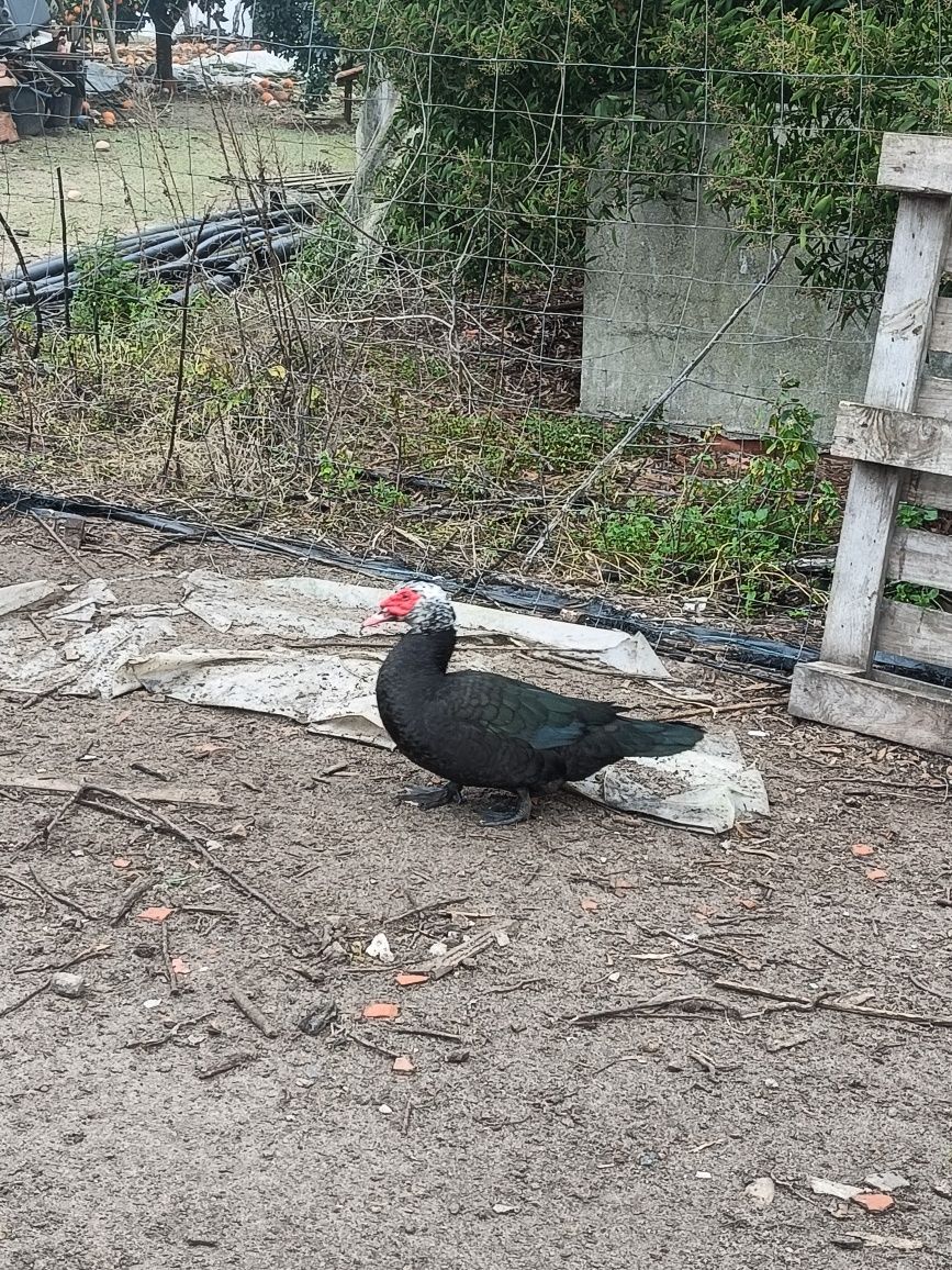 Pato Mudo adulto
