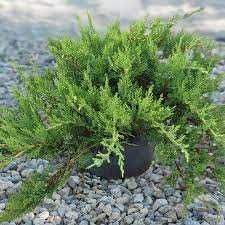 Ялівець козацький "Rockery Gem" 3 річний