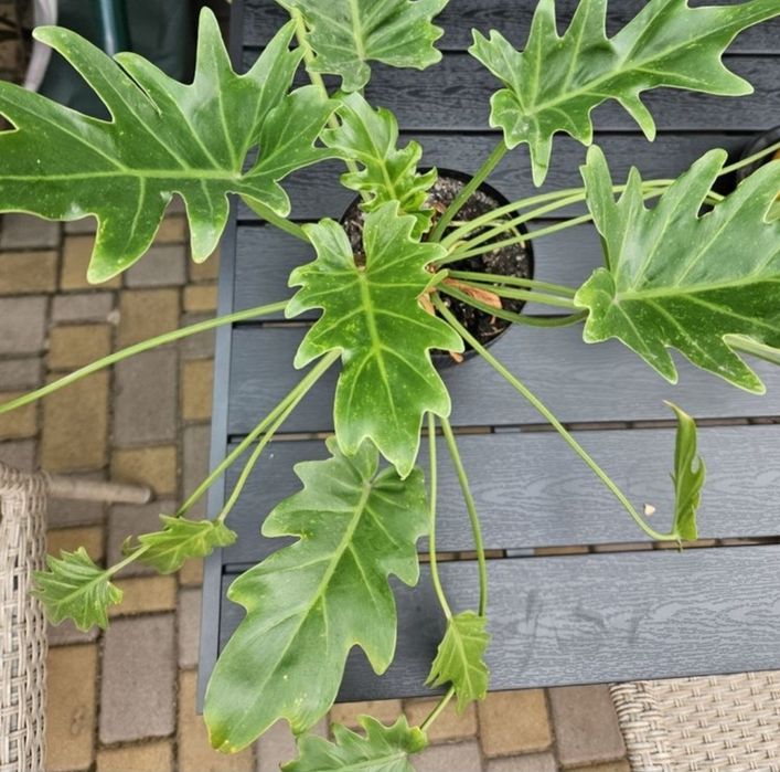 Філодендрон Ксанаду  Philodendron Xanadu