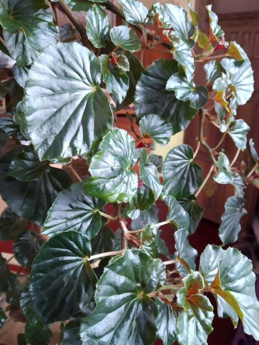 Квіти Домашні різного виду