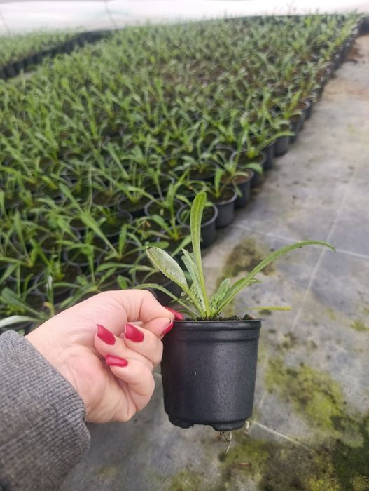 Квіти на дорощення ,багато кольорів