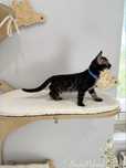 Kot bengalski charcoal TICA