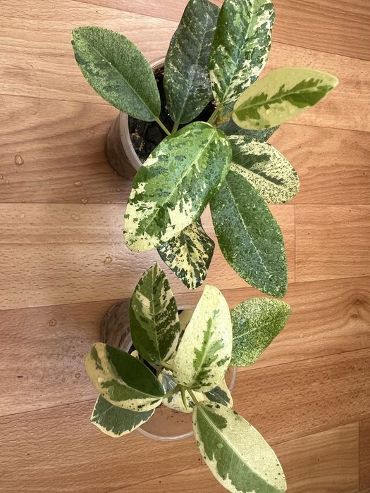 Фікус рубігіноза