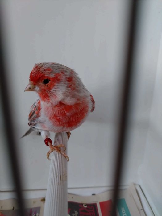 kanarki kanarek 2025 samczyk