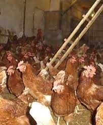 Kury Nioski Rosa Messa Dominant Leghorn Tetra ISA Sendi ! Zapraszam !!