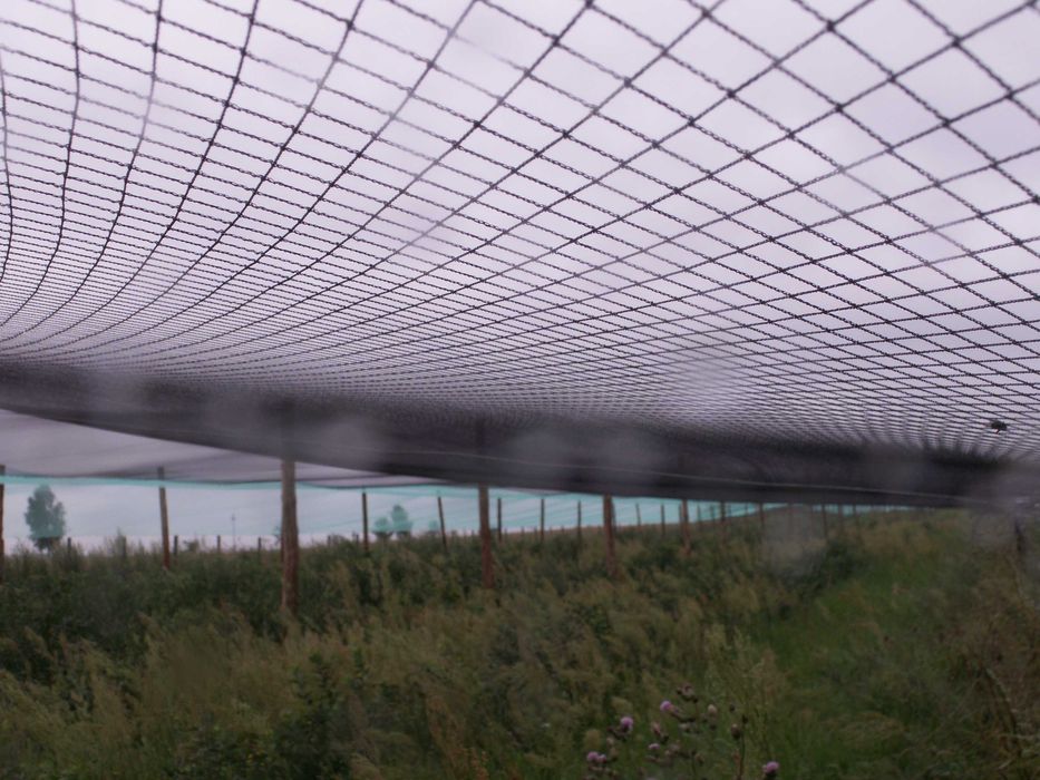 Siatka na ptaki — siatka przeciw ptakom na drzewa i krzewy oczko 25x25