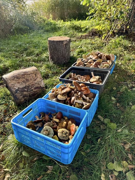 Maślak pstry suszony 200g
