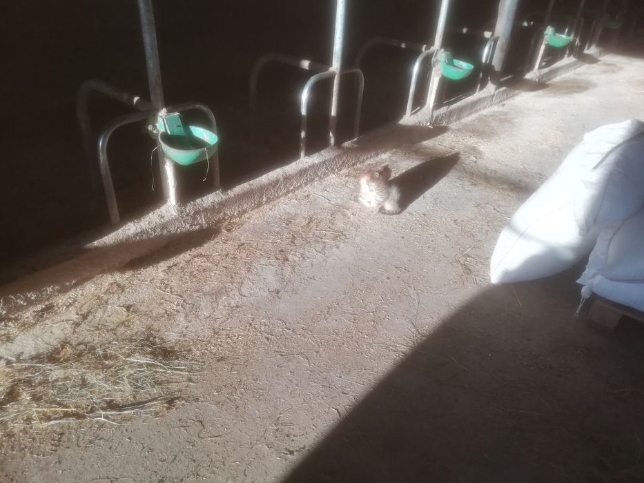 Oddam małe kotki i większe