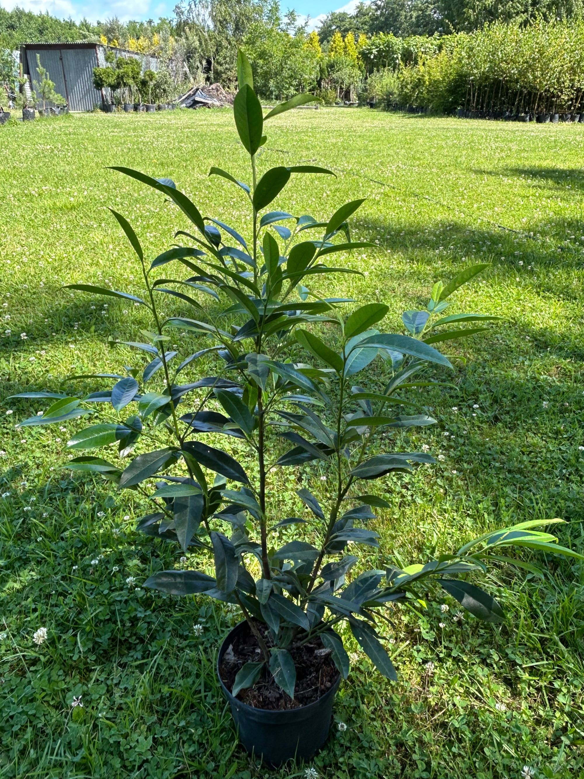 Laurowiśnia caucasica