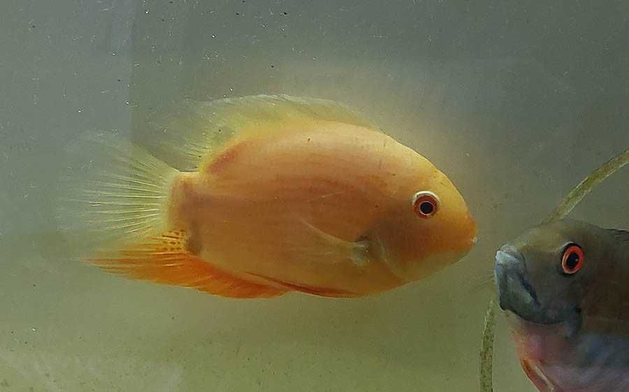 Rybka Heros efasciatus gold Pielęgnica severum złota