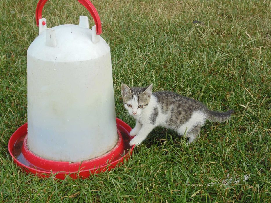 Oddam trzymiesięczne kotki