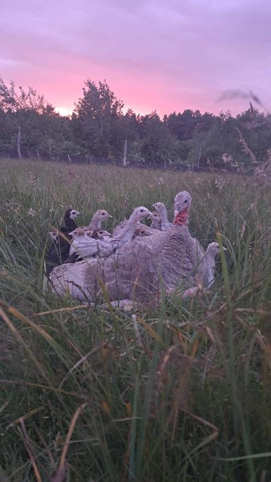 Indyczki młode w różnym wieku