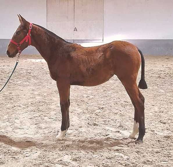 Poldra lusitano x Warmblood