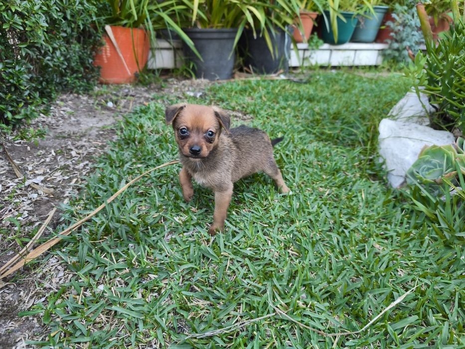 Pinscher pincher exótico miniatura criado em ambiente familiar
