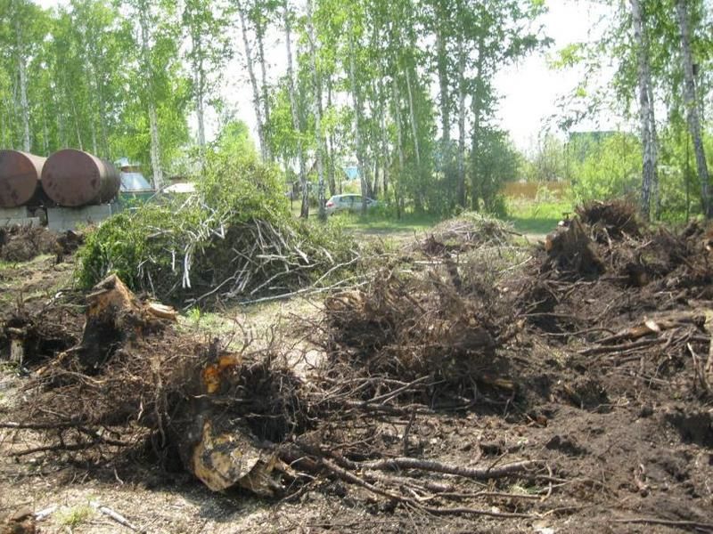 Обрезка деревьев и кустов, лечение деревьев, дробление веток.