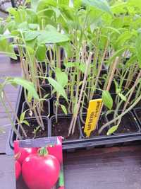 Sadzonki pomidor 5 rodzajów, rozsada - własna hodowla