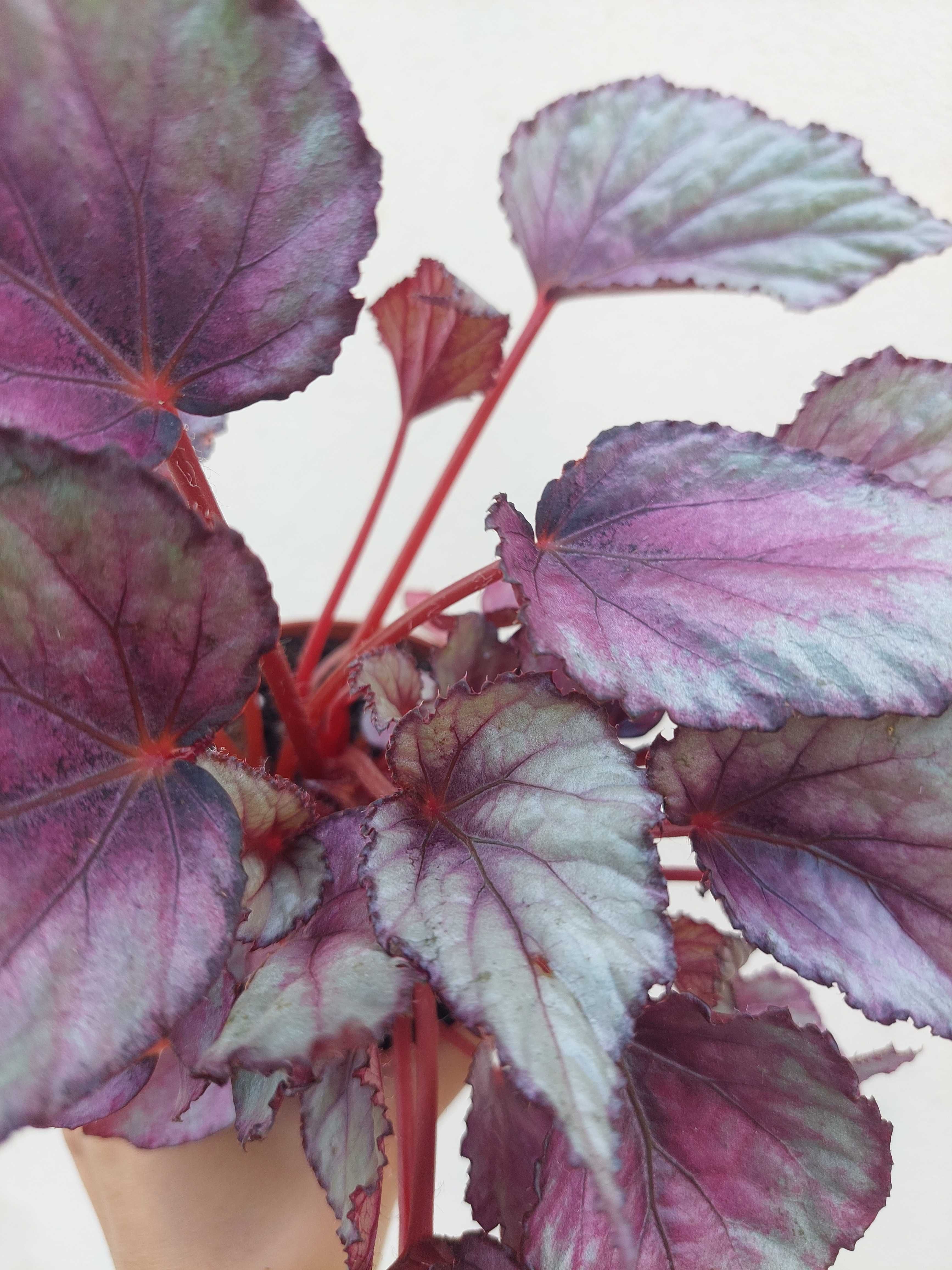 [Planta] Begonia rex