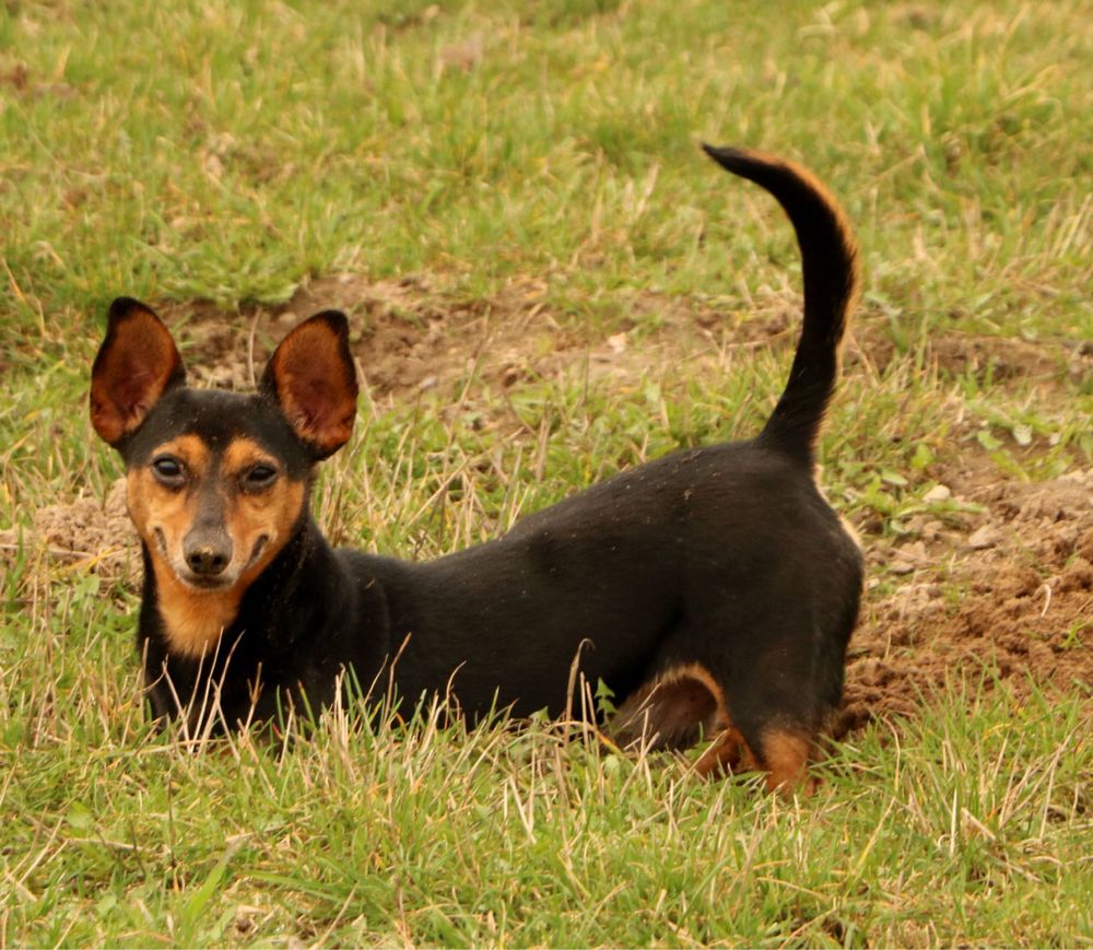 Wspaniały grzeczny mały Fumio adopcja