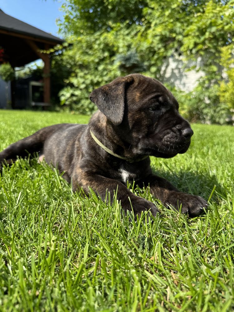 Suczka rasy bandog( nie cane corso, amstaff)