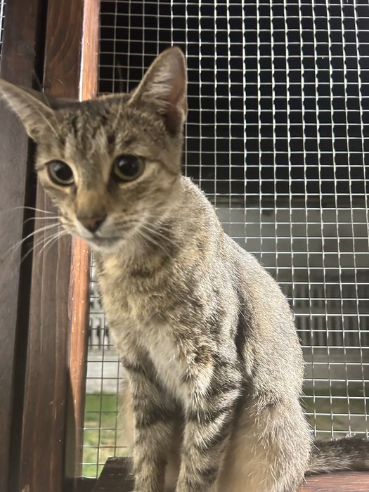 Tigra - poleca się do adopcji .