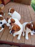 Suczka Jack Russell Terrier