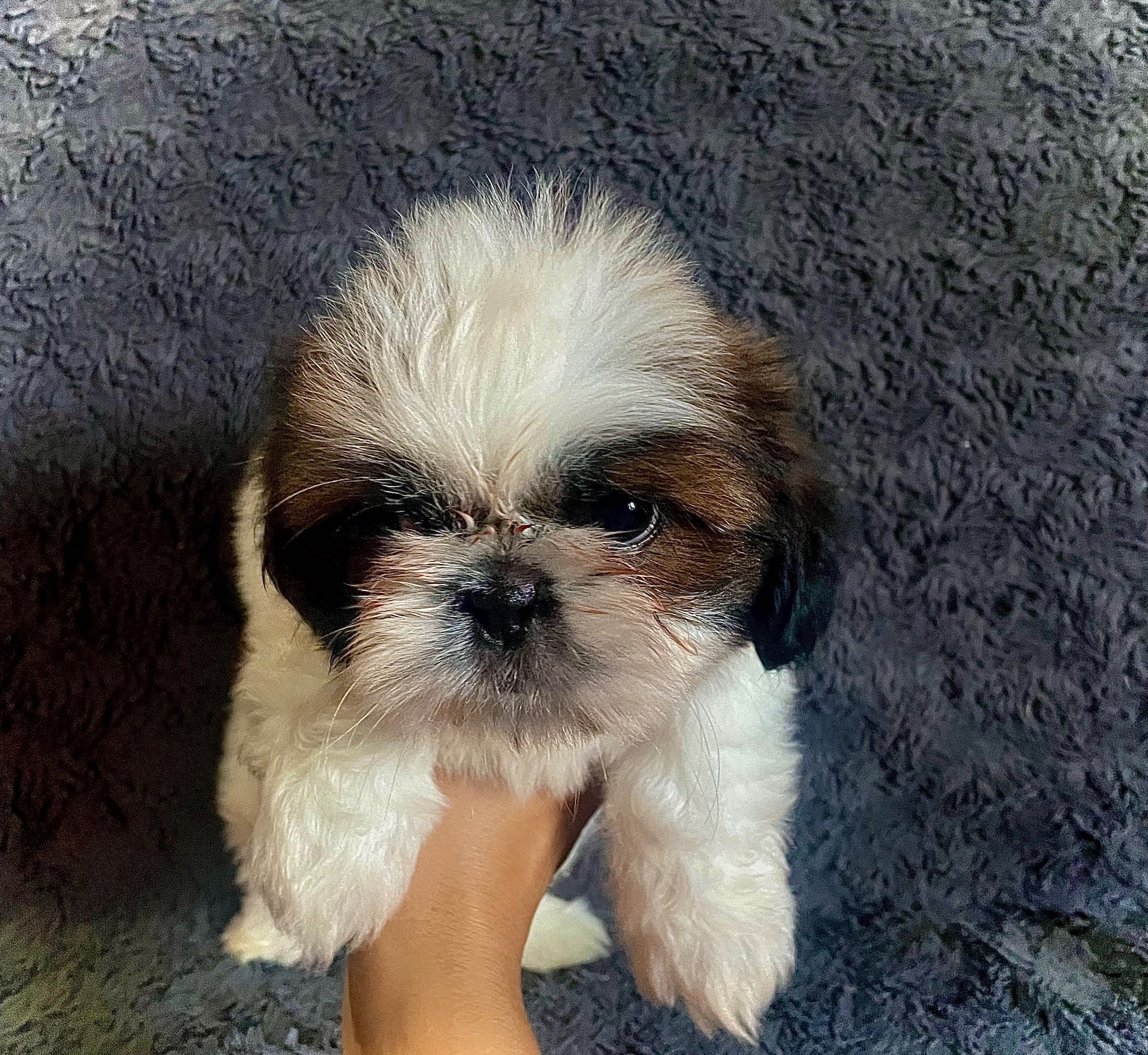 Szczeniak Shih Tzu