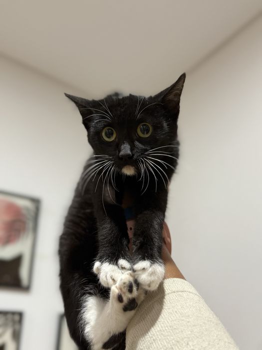 Gatinho 4 meses para adoção