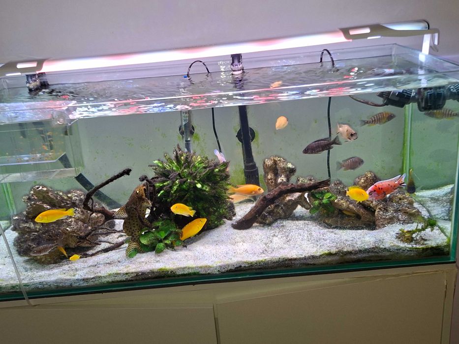 Ciclideos Africanos Lago Malawi