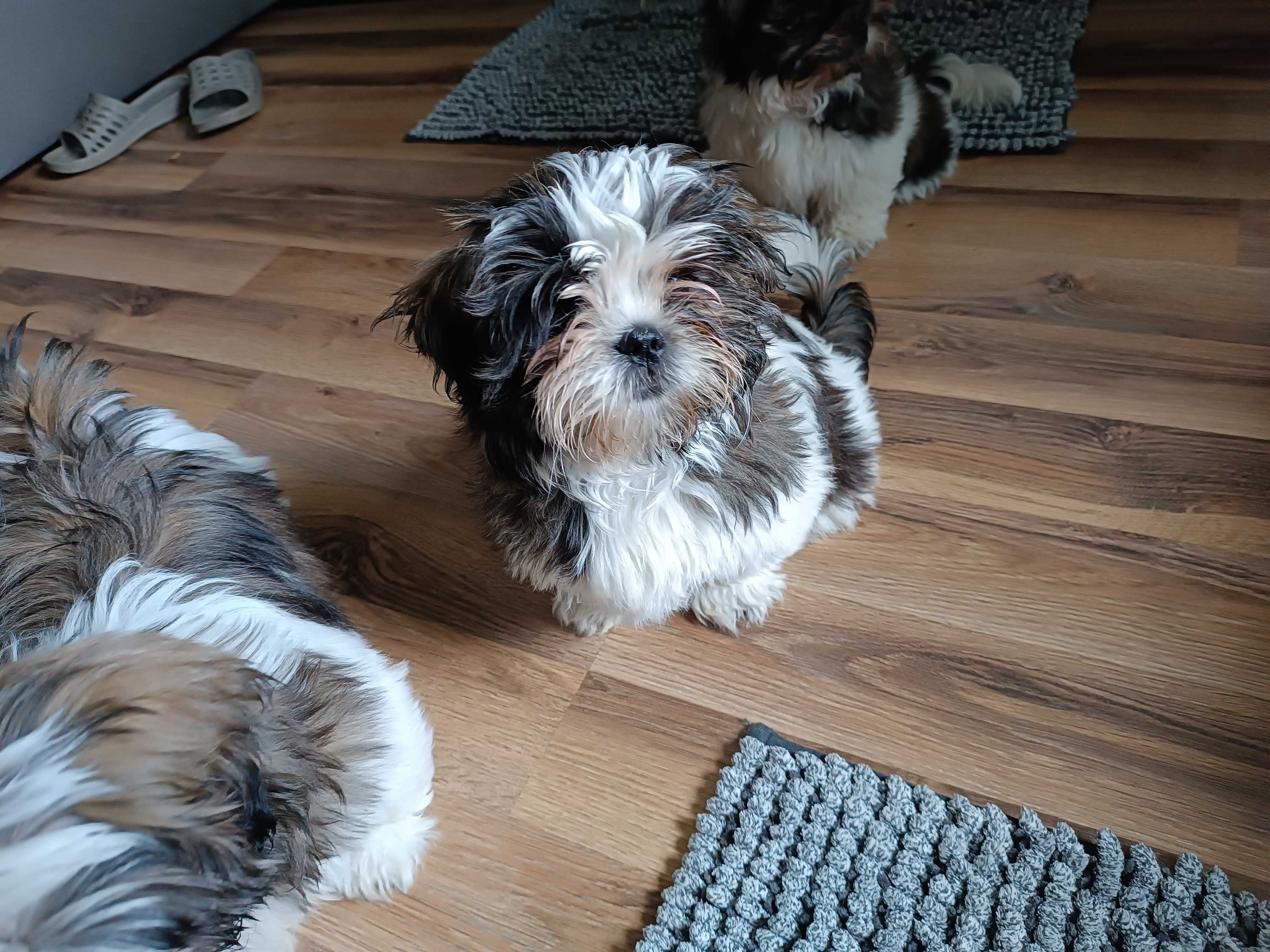 Szczeniak  shih tzu