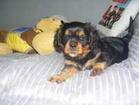 Śliczny piesek Cavalier Spaniel