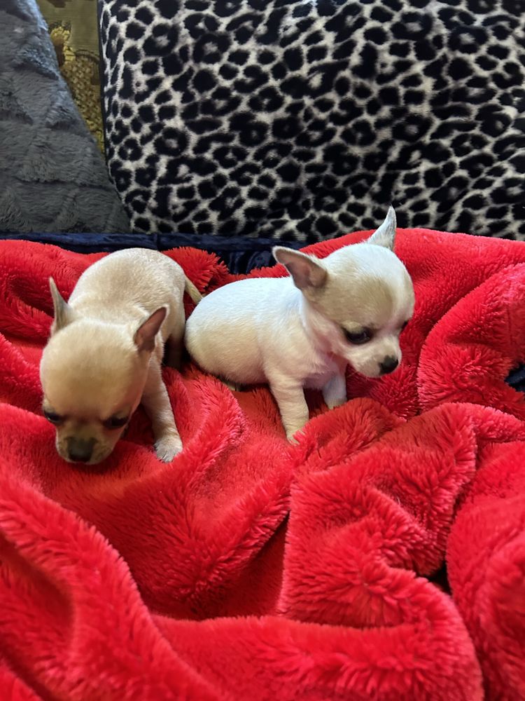 Mini Chihuahua piesek z rodowodem