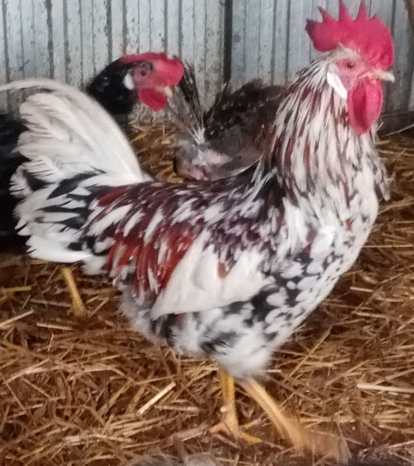 Dominant Tricolor - jajka lęgowe. .