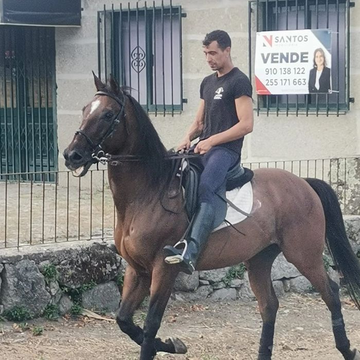 Cavalo cruzado inglês