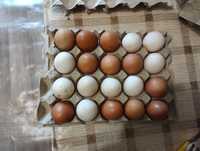 Яйця столові домашні