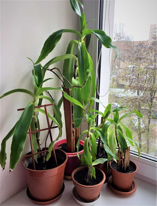 Золотой ус, каллизия душистая (Callisia fragrans)