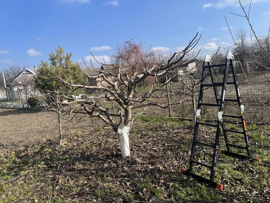 Обрізка фруктових дерев