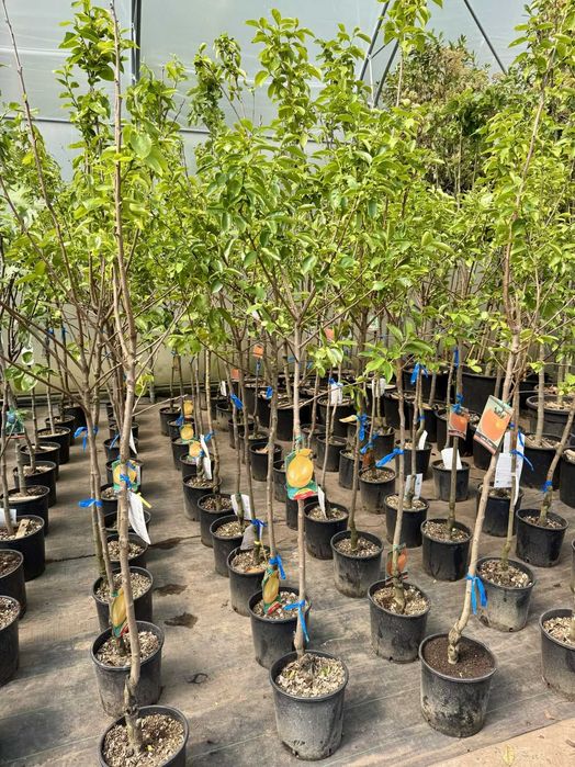 Diospyros 'Cioccolatino', 'Tipo', 'Vaniglia', Kaki, pień 80cm