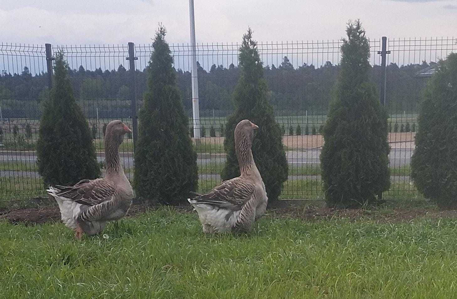 Gęsi Tuluskie  na sprzedaż