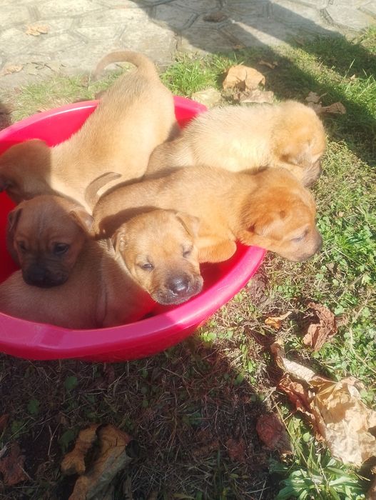 Песик породи шарпей