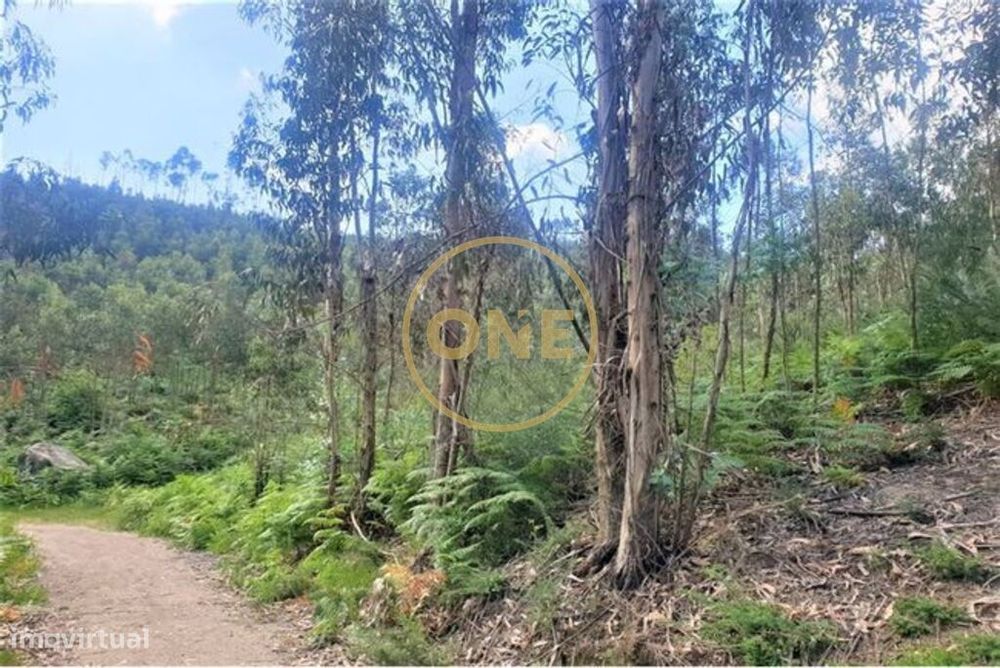 Terreno Florestal em Vale (São Martinho)