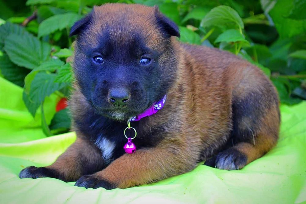 Кобели малинуа! Щенки бельгийской овчарки мальчики!