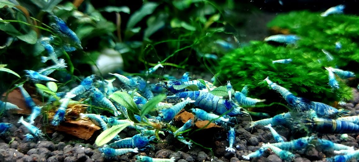 Krewetki  Blue bolt /Mosura 10szt.