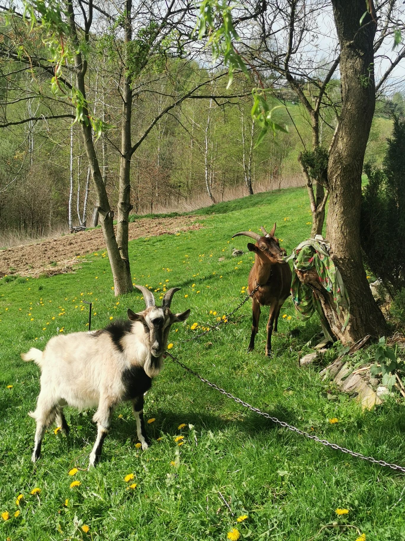 Kozioł, capek roczny