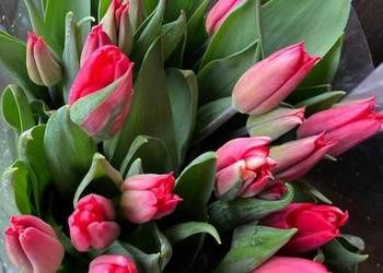 Żywe tulipany bukiet 1 szt tulipan dzień kobiet