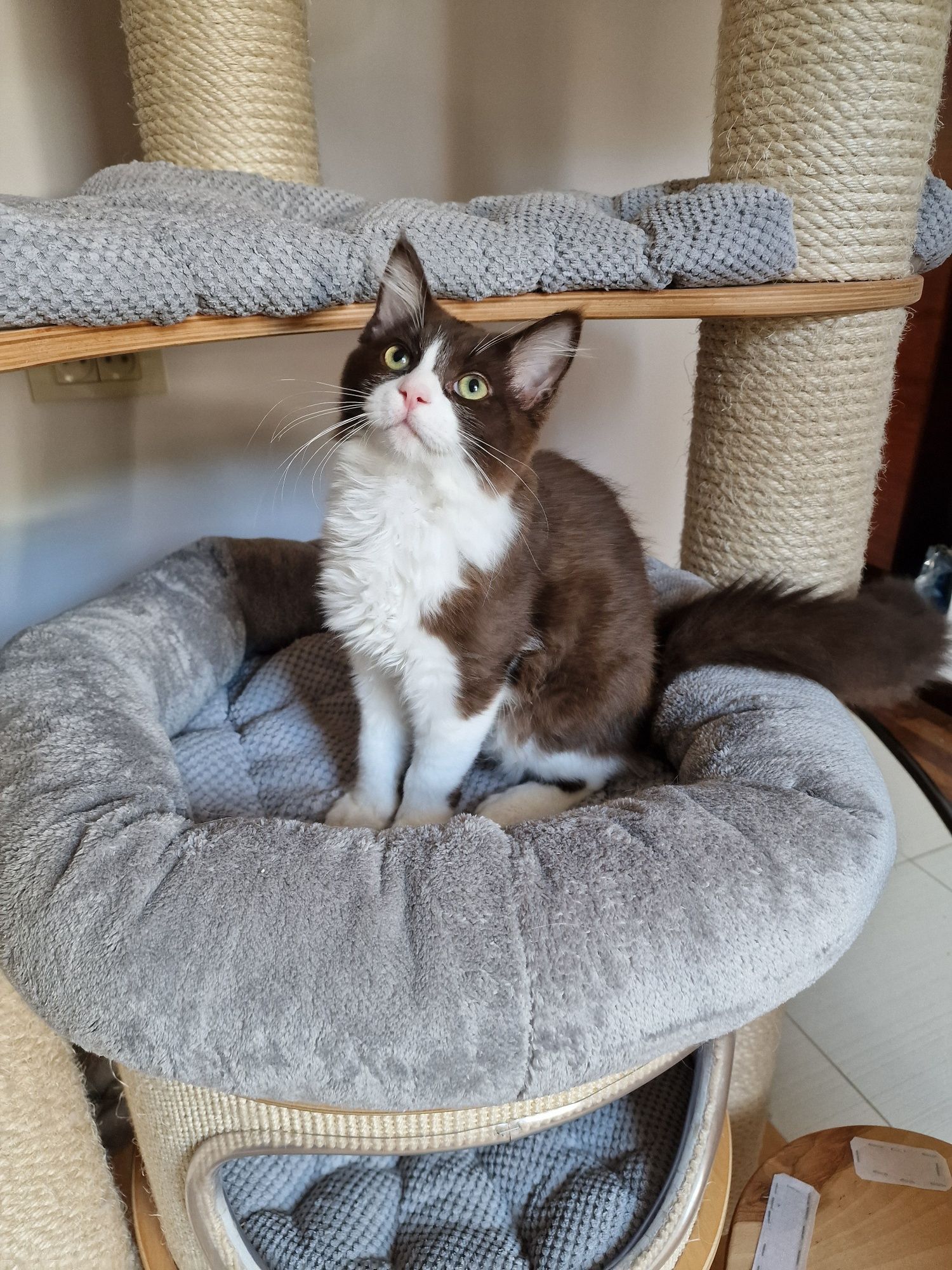 Ragdoll cherubim kocurek